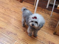 -志龙皇冠吃货椰子铺