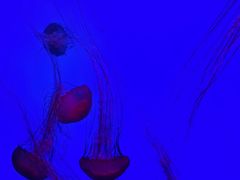 -沈阳海洋探索中心