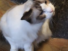 -猫猫幼稚园·撸猫·桌游·电玩