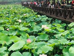 -荷塘月色湿地公园·向阳花洲