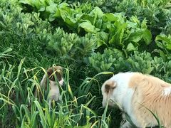 -爱侣·安琦尔宠物医院·中兽医针灸·心内科·狂犬免疫点(宝山区院)