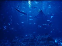 -香港海洋公园