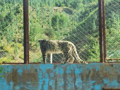 -青藏高原野生动物园