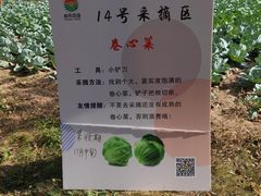 -上海都市菜园