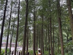 -重庆彩云湖湿地公园
