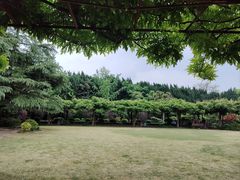 -嘉定紫藤园
