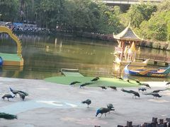 -西双版纳原始森林公园