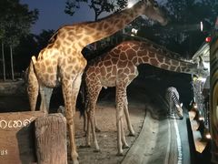 -清迈夜间动物园