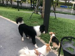 -景田北六街公园宠物主题园