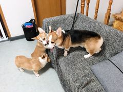 -汪说·狗咖(旺城大厦店)