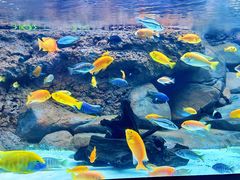 -上海海洋水族馆