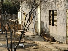-合肥野生动物园