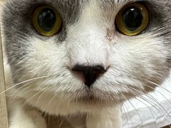 -北京观赏动物医院·24小时大型综合·猫专科·异宠专科