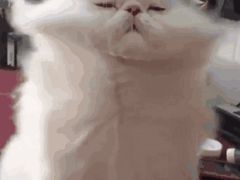 -蛮横肉蟹煲(印象城店)