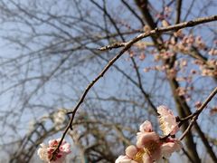 -梅花山(明孝陵内)