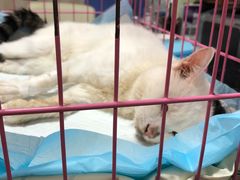 -宠爱国际动物医院·消化内科·心肾内科·ISFM猫友好(望京店)
