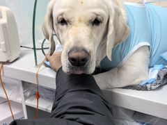 -达爱动物医院·犬猫分区·CT·复杂眼科(远洋山水分院)