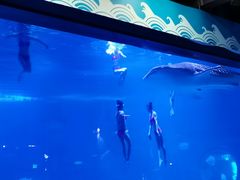 -烟台海昌鲸鲨海洋公园