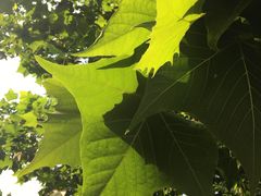 -国家大剧院西餐厅