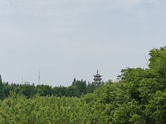 -桃花岛公园