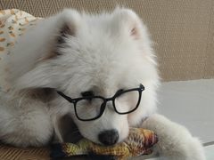 -星多哈·狗咖·拼豆·咖啡
