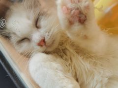 -瞄一喵猫咖(格力海岸店)