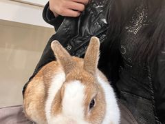 -楼上猫咖(罗湖店)