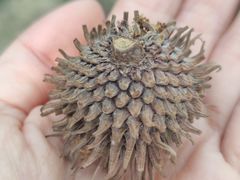 -幕燕滨江·长江观音景区