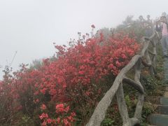 -梧桐山风景名胜区