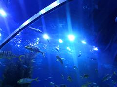 -芜湖新华联大白鲸海洋公园