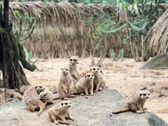 -大连森林动物园