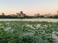 -莲花池公园