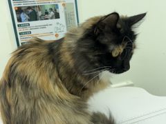 -心仪动物医院·牙专科·肿瘤·心脏科(西客站院)