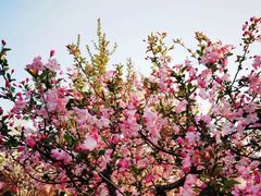 -上海共青森林公园