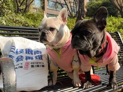 -帕帕拉兹宠物(亚洲旗舰店)