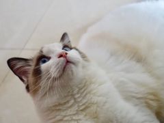 -Bastet sally猫舍购宠(静安店)