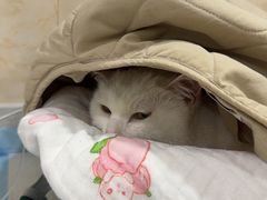 -思琪宠物医院(昆山花桥店)
