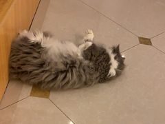 -Catmate·猫肥家润(金润铂宫店)
