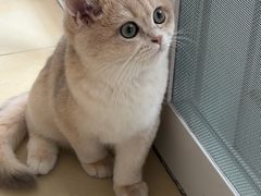 -御宝贝·A梦猫科宠物医院(国际猫友好医院)