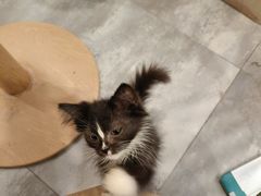 -楼上猫咖(罗湖店)