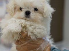 -翊宠yipet猫狗购宠庄园犬舍•猫舍