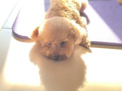 -天宠宠物医院24小时·急重症诊疗中心·全科·腔镜特色(和平分院)