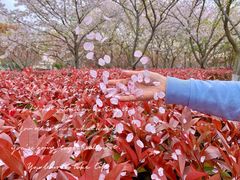 -高东镇樱花园