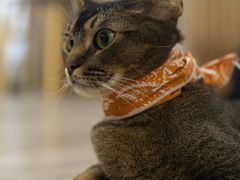 -柴迷FANS CLUB·柴犬狗咖·猫咖