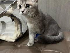 -半岛宠物医院24小时(西派城店)