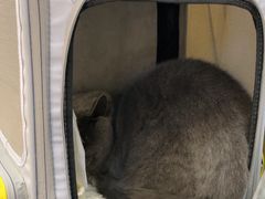 -美联众合动物医院·24h转诊中心