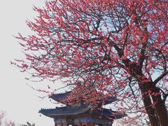 -梅花山(明孝陵内)