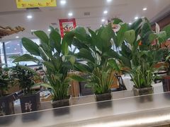 -大清花饺子(山庄店)