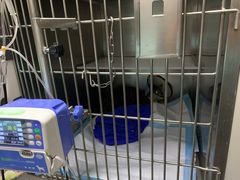 -喜多萌中农锦绣动物医院24H·猫科·牙科MRI·CT