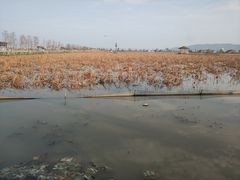 -漩门湾国家湿地公园